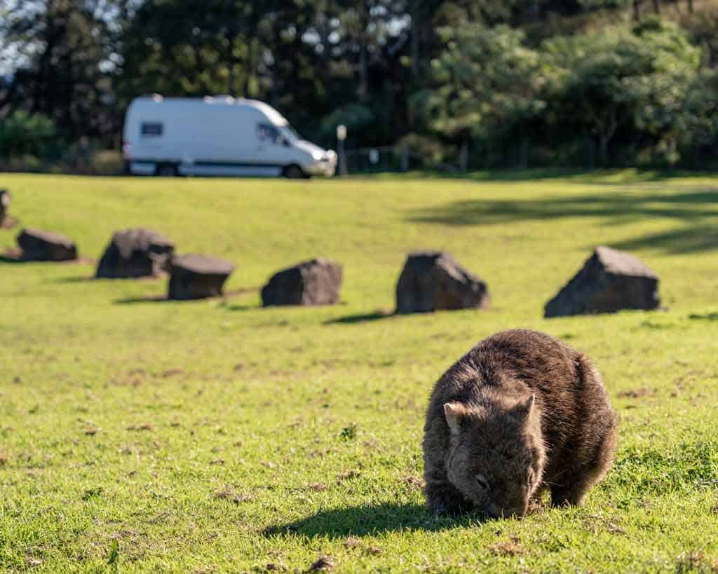 Date with a wombat