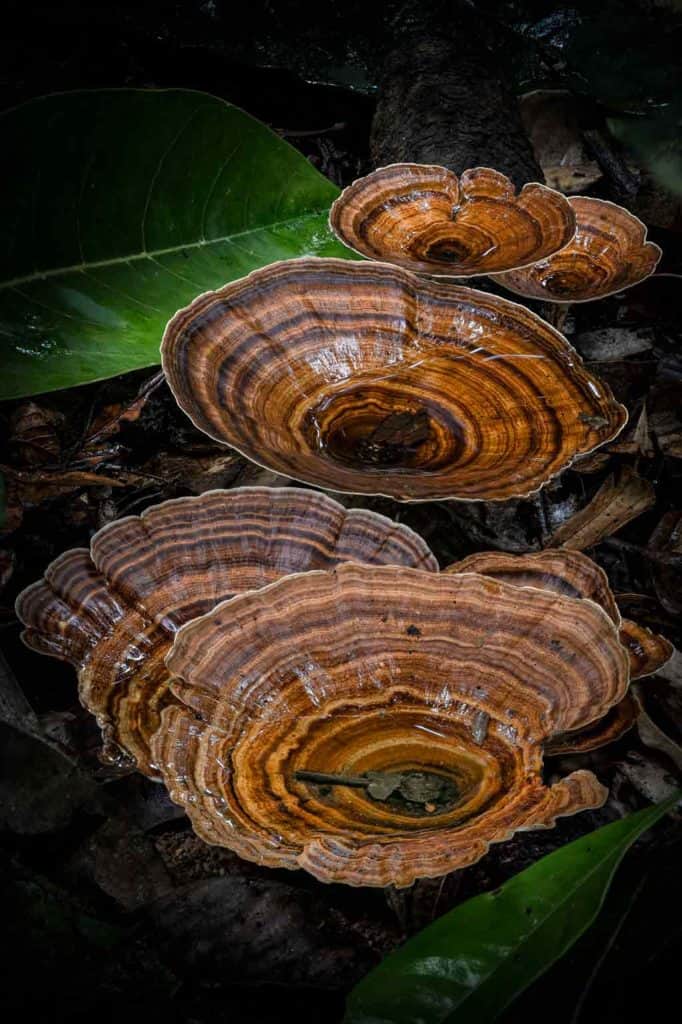 Mushrooms Mossman Gorge