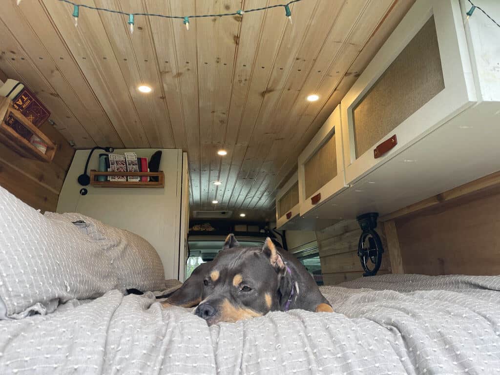 Dog laying down in the bed of a camper van